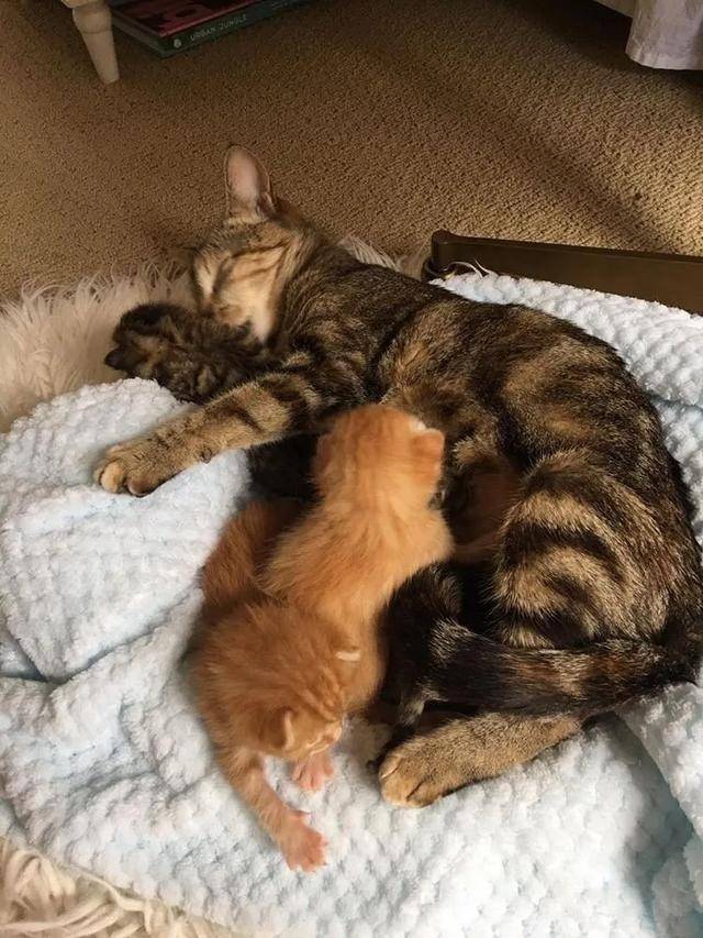 四隻小奶貓被收養後，流浪貓媽媽上門來探望，女孩的做法讓人暖心 寵物 第6張