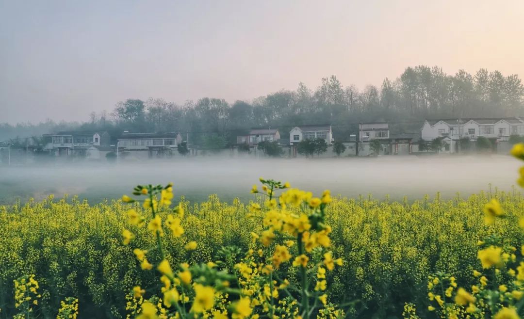 清晨的荷花曲谱_清晨雨后露珠荷花图片(3)