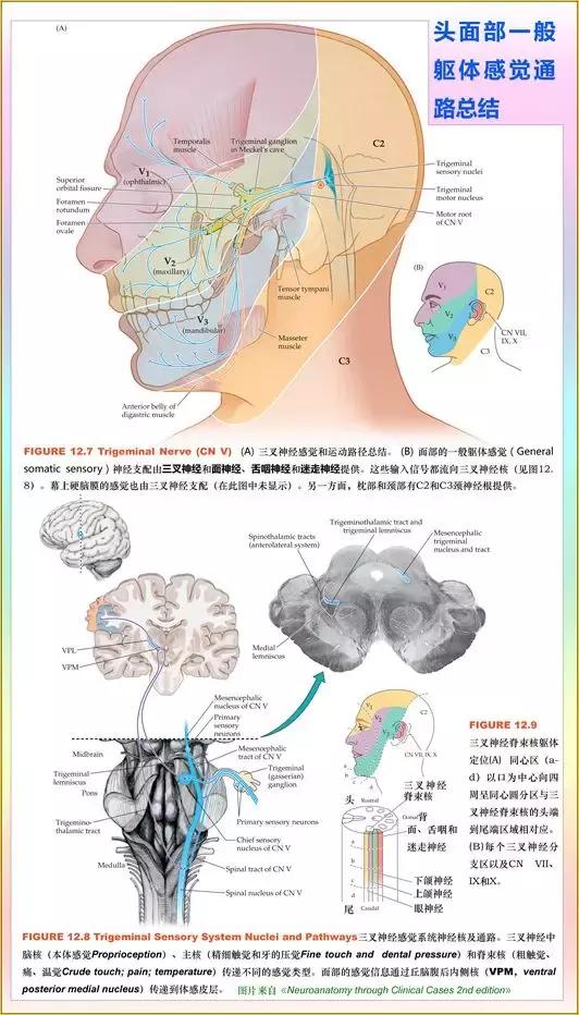 脑桥,脊束核);2对特殊躯体感觉核(前庭,蜗神经核)