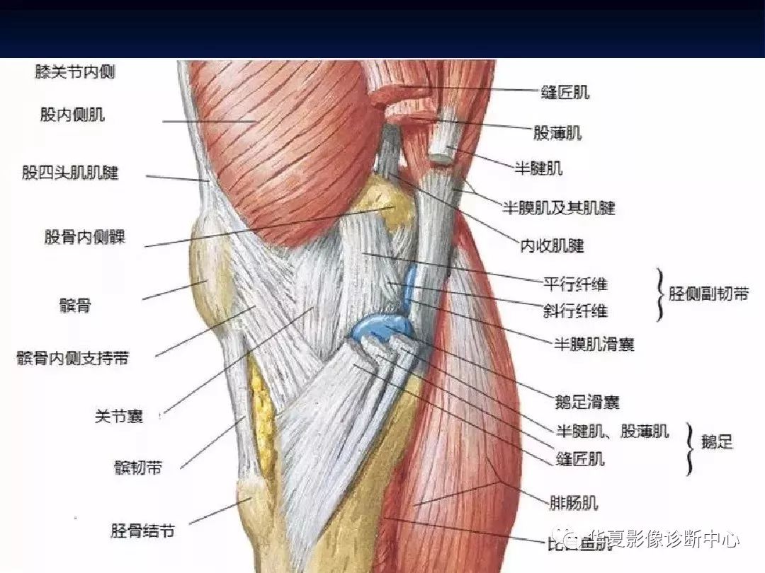 超全丨膝关节解剖基础