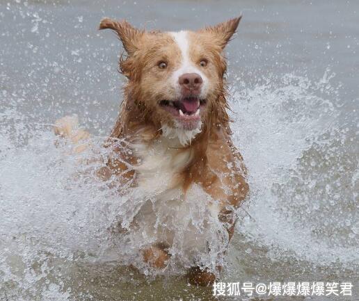 口犬什么成语_成语故事简笔画(3)