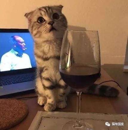 猫咪看到铲屎官喝红酒,很好奇地过来闻了闻_东西