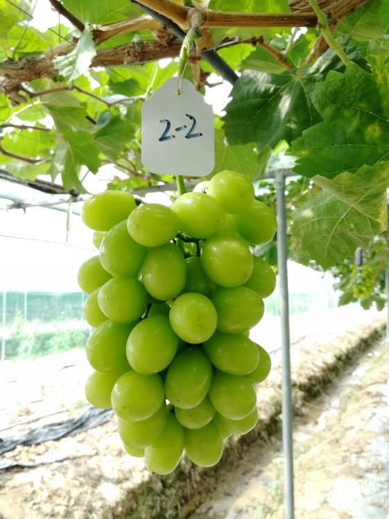 阳光玫瑰葡萄架最佳架型 82b12ddeb7cc447295d328b0582f86a2.jpeg