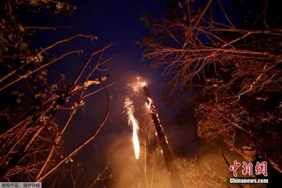 亚马孙雨林“野火烧不尽”专家称复原可能耗时几百年