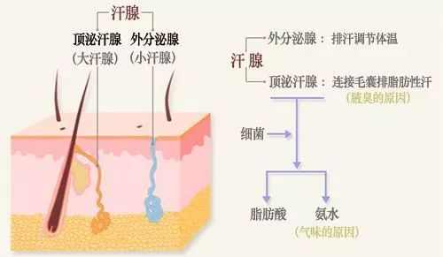 腋臭还具有遗传性