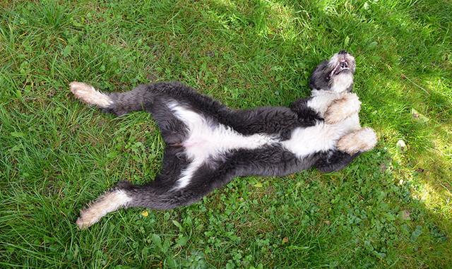 如何给狗狗按摩让狗狗感觉舒服 8e11f484d1ac45b1a6970ad0c7496de9.jpeg