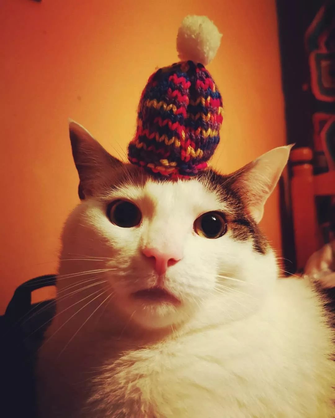 这只尴尬笑的小猫咪,背后竟隐藏了这些不为人知的故事