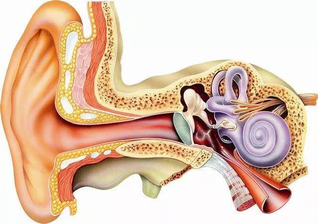 耳朵结构