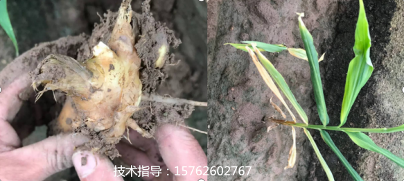 怎么种姜 9c4039a188a647db976534ae74648fe7.png