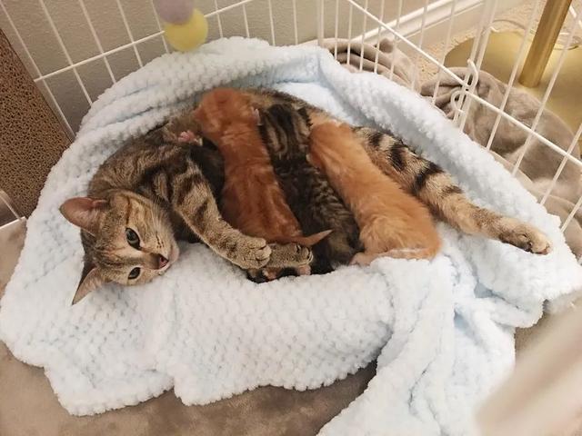 四隻小奶貓被收養後，流浪貓媽媽上門來探望，女孩的做法讓人暖心 寵物 第3張