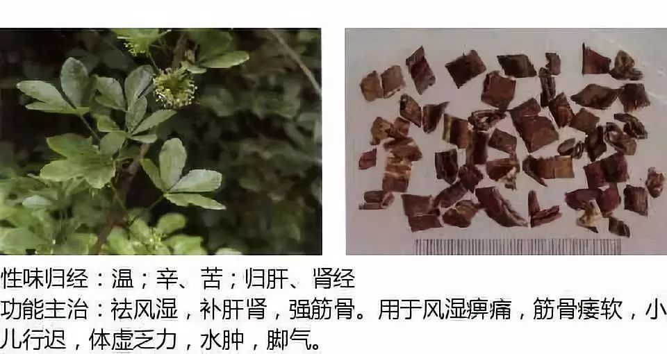 2019执业药师中草药图谱