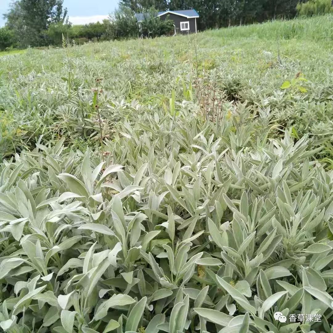 鲜叶香草茶功效