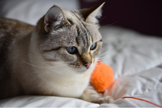猫喜欢吃什么肉类 b0e274ea137445d199ecd75add989d0f.png