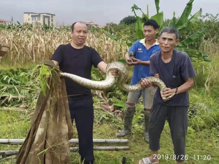 广州南沙一农田现大蟒蛇，警民合力抓获后移交园林部门