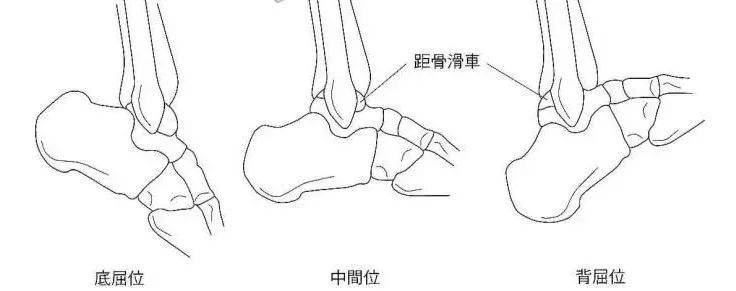 距腓前韧带位于踝关节背屈运动轴的前方,在跖屈时张力增加,而背屈时