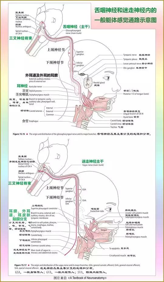 脑桥,脊束核);2对特殊躯体感觉核(前庭,蜗神经核)