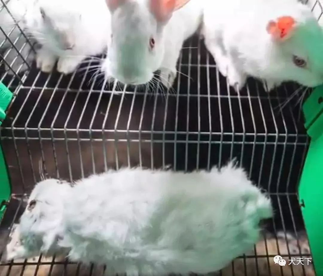 法国被爆兔子遭虐待,年屠宰兔子3000万只…