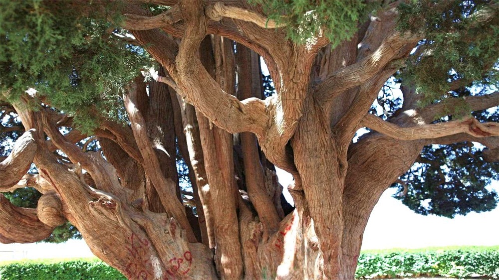 最老的树_瑞典发现最老古树 9500岁 无性繁殖会克隆