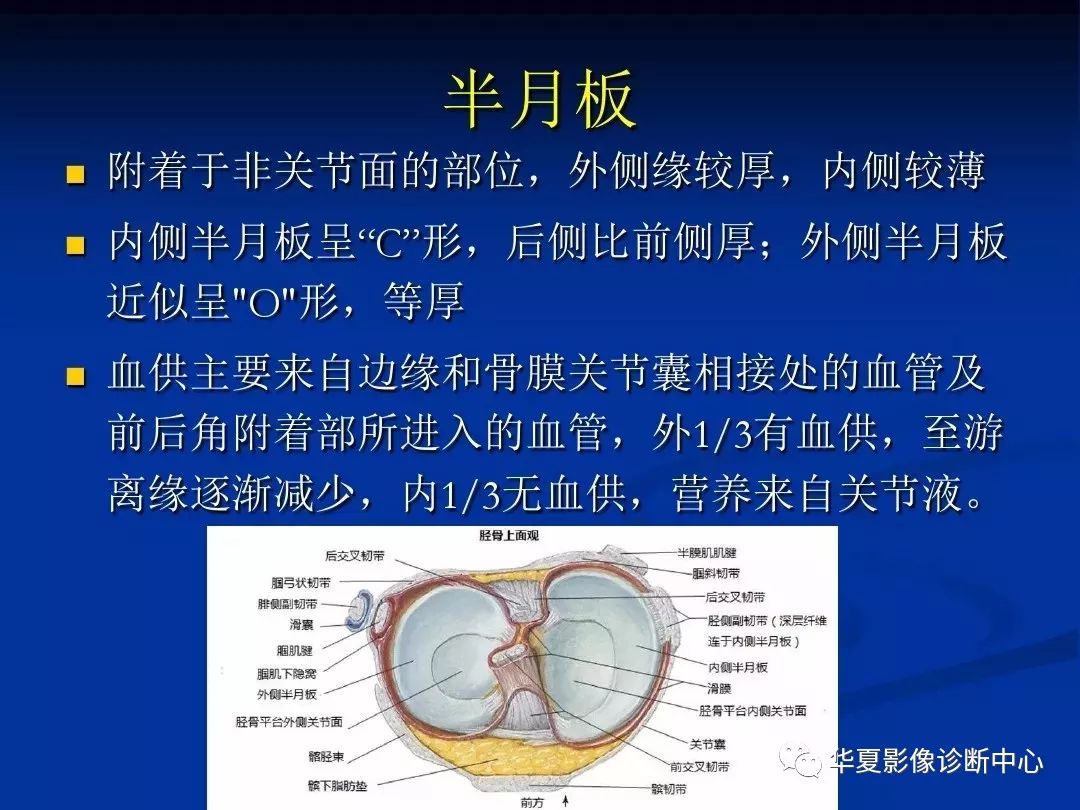 超全丨膝关节解剖基础