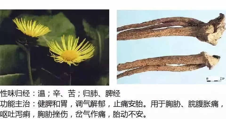 2019执业药师中草药图谱