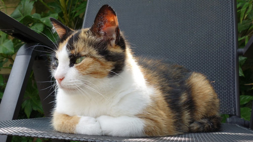 玳瑁猫能喝什么奶,一个月玳瑁猫喝什么奶