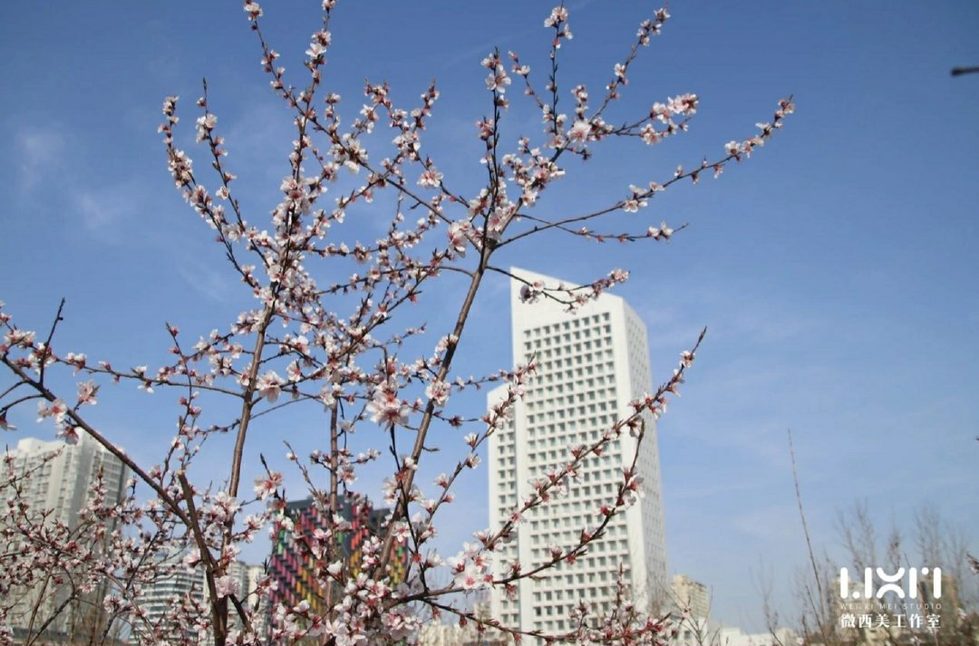 艺术升:大学介绍 | 关于西美的那些江湖传说