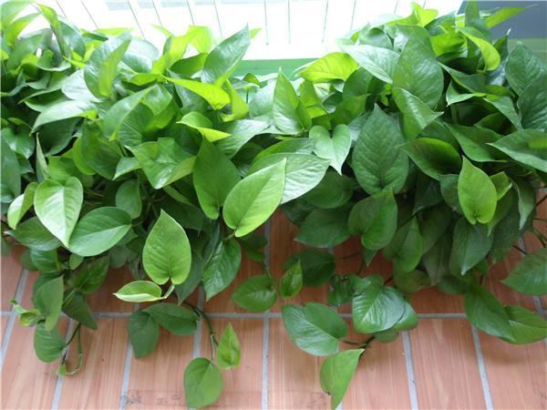 绿萝怎么养才能更旺盛冬天 e19e499f0e094f8ab01eab5ae69929cb.jpeg
