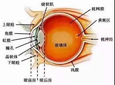 爱眼讲堂正确认识黄斑变性