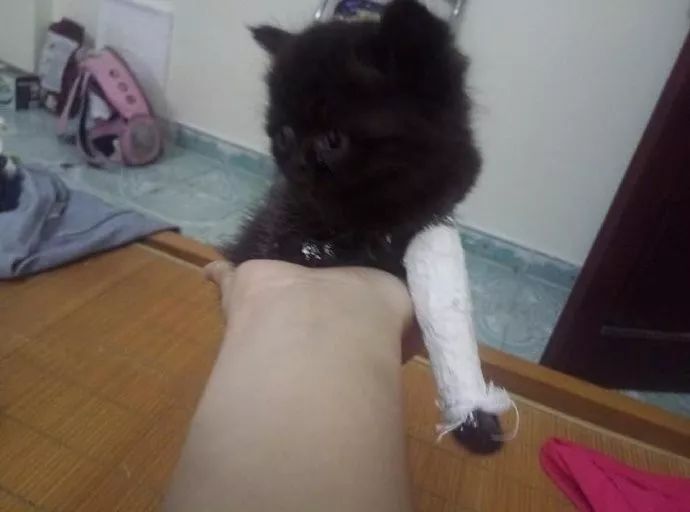 这只小黑猫前腿受伤了,结果被包扎成了这样,好可爱!