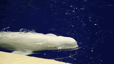 400_224