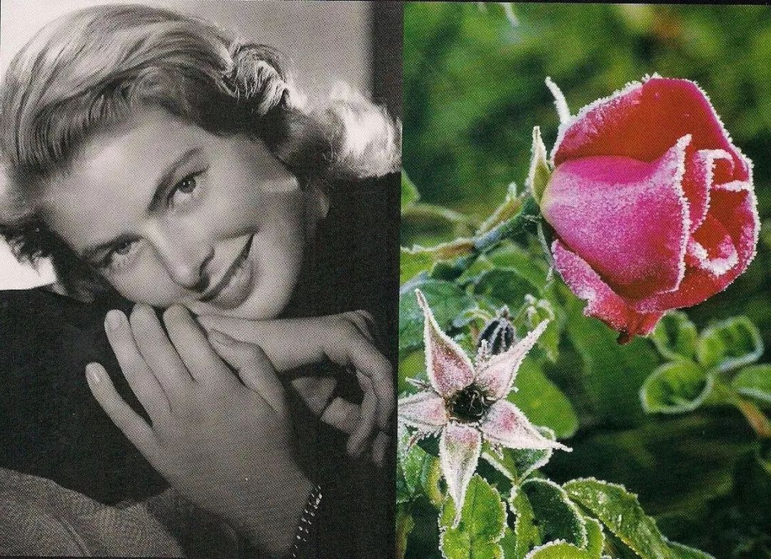 米高梅电影公司 英格丽·褒曼《情海妒潮》剧照（1941年拍摄）英格丽·褒曼（IngridBergman,1915-1982）,出生于瑞典 ...