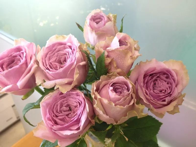 请克制!这些“好吃”的月季，听名字就能饱!