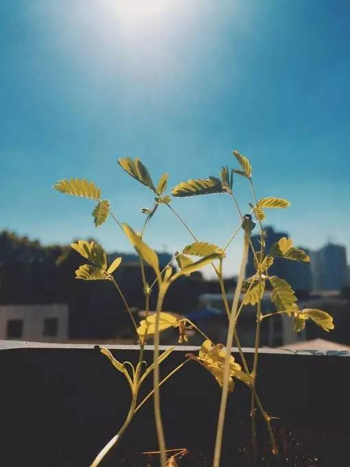 能够预测天气的植物你造吗