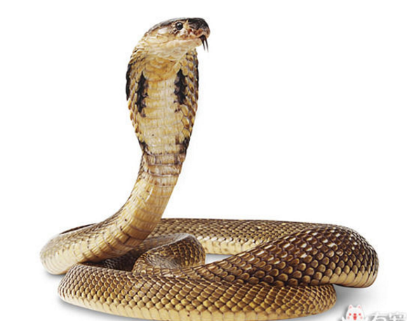 f4c823e304d3498992172ce4a3c8bb7a.png