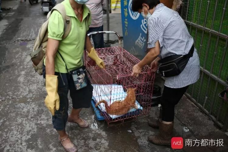 曝光！捡流浪猫狗恶意繁殖再卖惨骗钱这样的人活该被曝光！(图2)