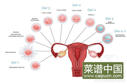腹痛:卵巢恶性肿瘤可能由于肿瘤内的变化,如出血,坏死,迅速增长而