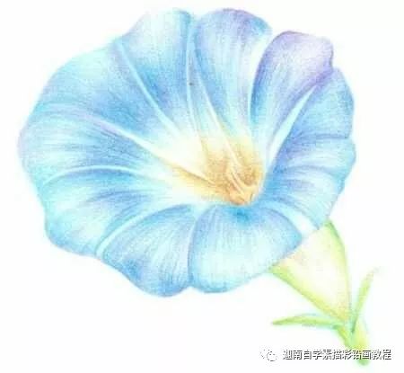 彩铅花卉教程:牵牛花的画法步骤过程图