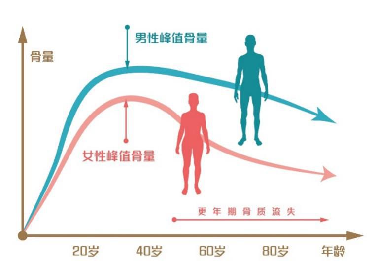 人体一般在30-35岁达到一生中的骨量峰值,50岁起骨量平均每年丢失3%