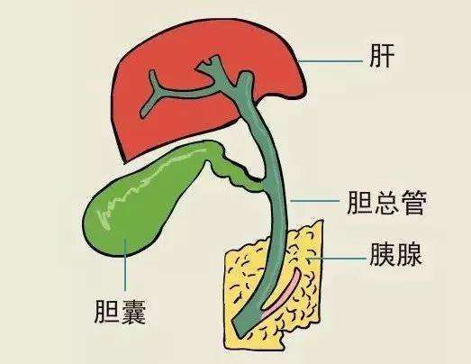 成语什么肝沥胆_成语故事简笔画(2)