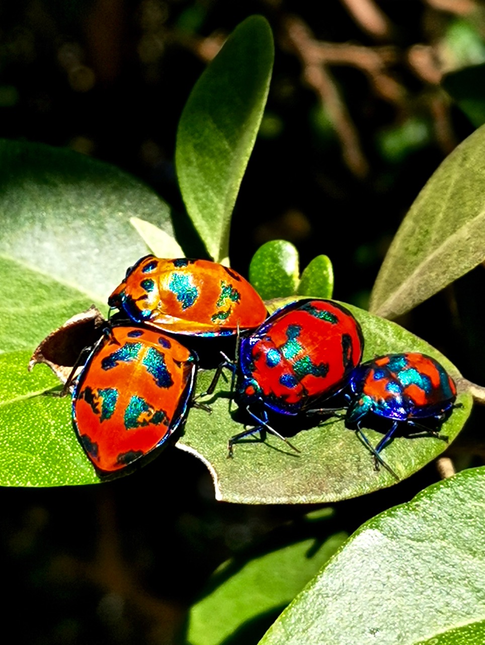 甲虫有指甲盖大小,斑纹图案都不一样,颜色由橙