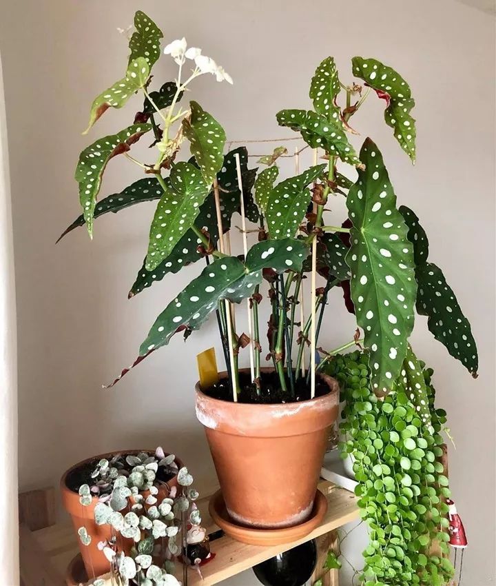 室内绿植推荐耐阴 2072e684f22249f5b4b35145c51d3129.jpeg