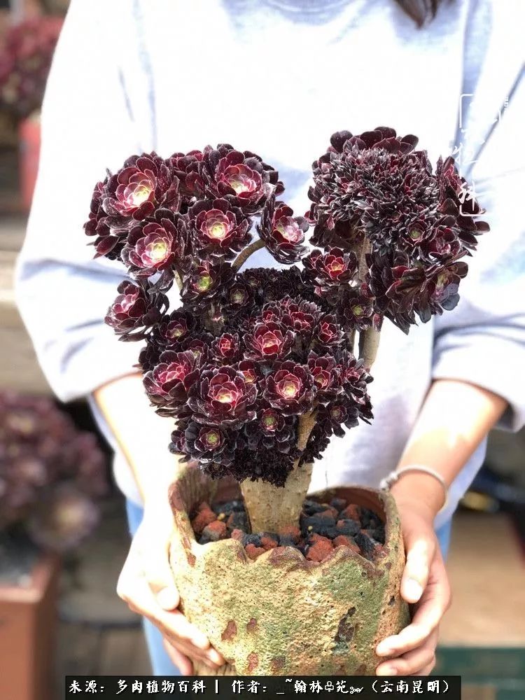 你现在养多肉的状态是怎样的?对它们是否热情依旧?