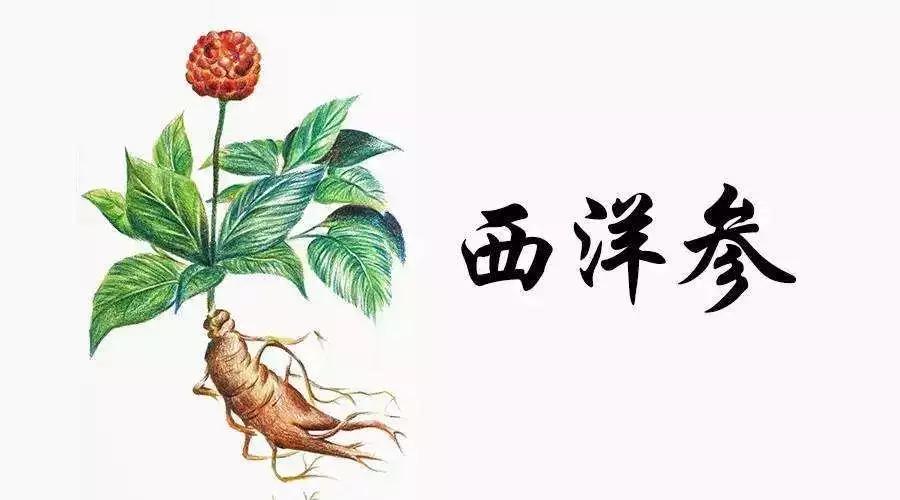 西洋参全攻略5大功效6种药膳7大吃法!