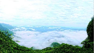 康养巴中南江云顶茶乡森林康养基地云山雾海茶叶飘香