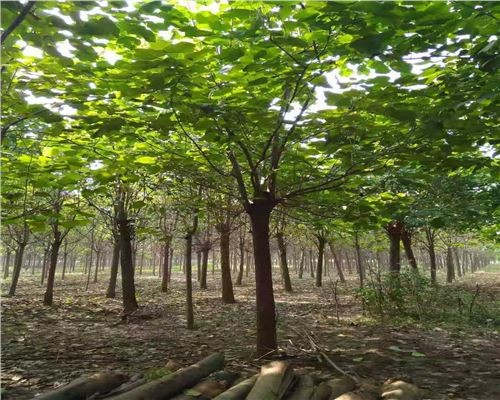梓树价格11公分梓树12公分梓树13公分梓树价格及种植方法