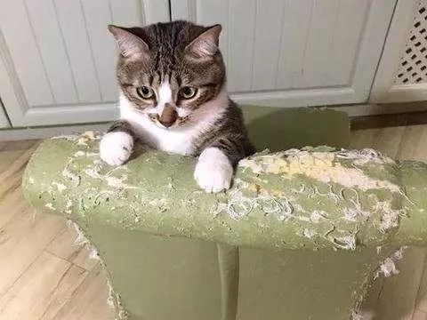 养猫,我后悔了!铲屎官一怒之下列出猫咪七宗罪