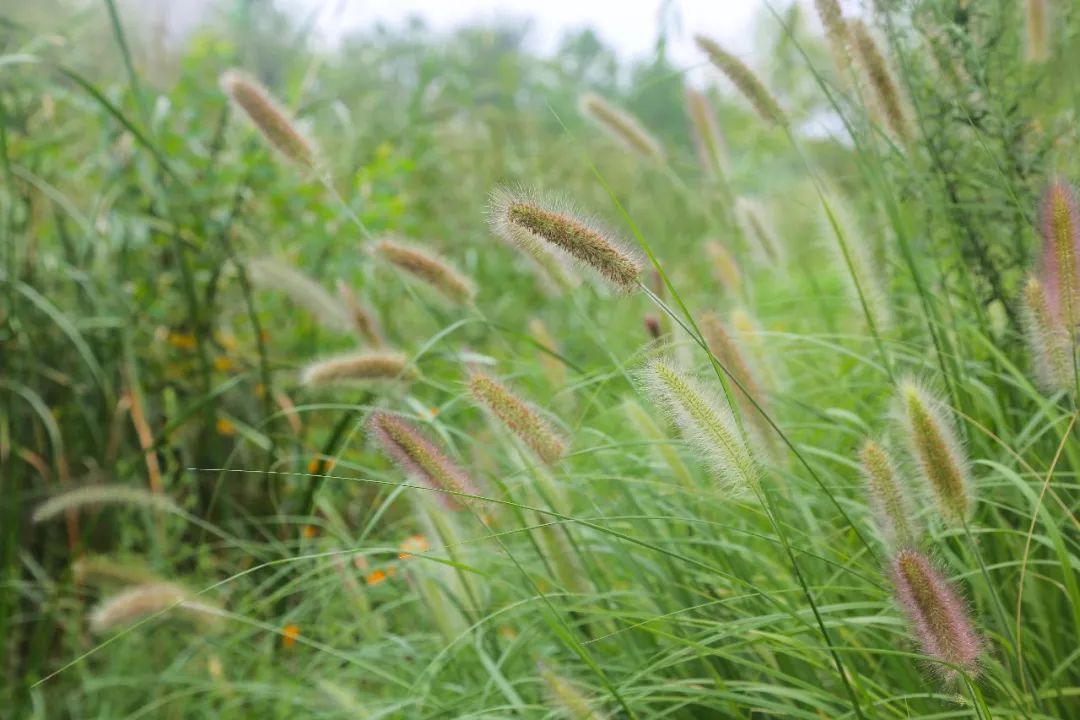 湿地秋韵蒲苇芒草蒹葭洪泽湖湿地又到一年赏草季