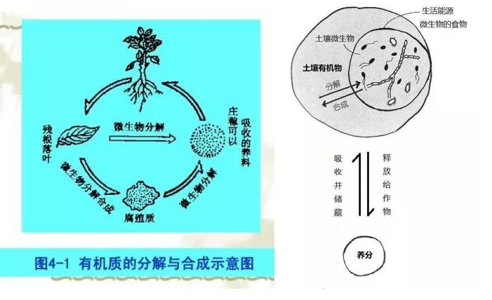 微生物都知道要补充土壤微生物微生物都在土壤中干些啥你知道吗