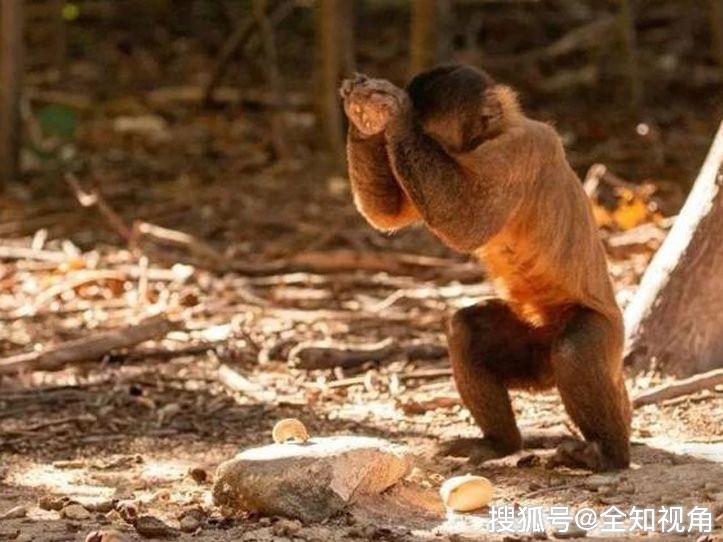 什么地方有很多猴子 32f6c5cc2fec44718e031de29a4f33e8.jpeg