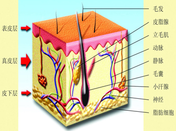 皮肤很薄怎么办